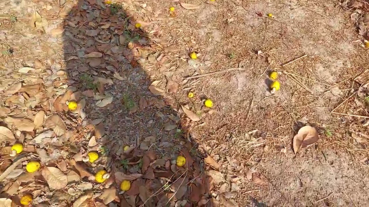 Nhượng lô đất khoảng 6.5h giá 1ty300 có thượng lượng cô chú a chị quan tâm ib zalo 0376736863