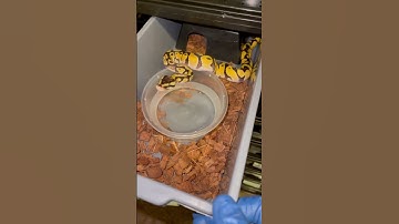 0.1 Chocolate Pastel Enchi het Desert Ghost 50% het Hypo #ballpython #ballpythonmorphs