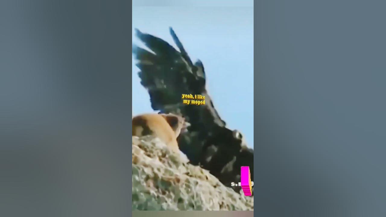 Eagle attacks & fish hunting Eagles hunting Mountain goat viralvideo