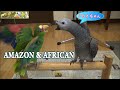 とても幼いルンデと若鳥クロイツが友達になった頃Very young Runde, African and young Kreuz, Amazon became friends
