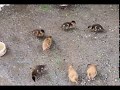 Evoluție boboci rate exotice - (15 zile)... Baby ducks