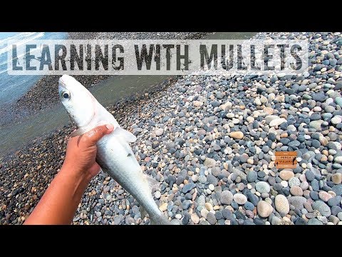 Testing the time of fishing with mullets using the fishing net