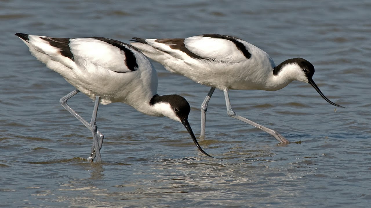 Vogelparadijs Texel