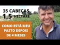 COMO ESTÁ MEU PASTO DEPOIS DE 4 MESES COM 35 CABEÇAS.