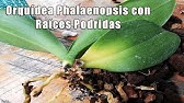 Cómo hacer un fungicida casero preventivo para las orquídeas? ||  Orquiplanet - thptnganamst.edu.vn