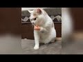 仕事中に絶対に邪魔してくる猫【在宅勤務終了のお知らせ】