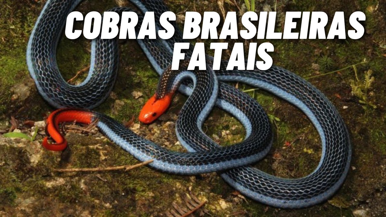 Canal Sobre as 12 cobras mais venenosas do Brasil