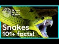 Understanding Snakes: Evolution, Adaptations, and Characteristics