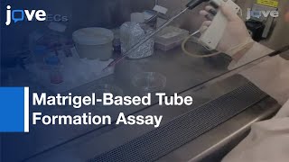 Matrigel-Based Tube Formation Assay To Assess Vasculogenic Activity: Tumor Cells l Protocol Preview