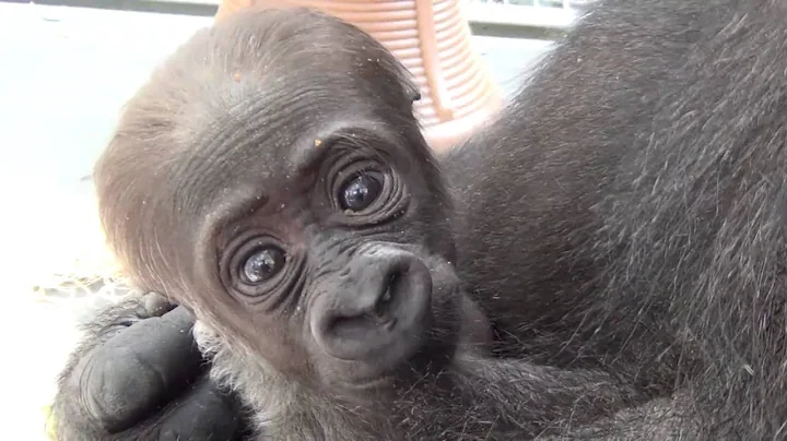 Meet Amani, Philadelphia Zoo's Newborn Gorilla