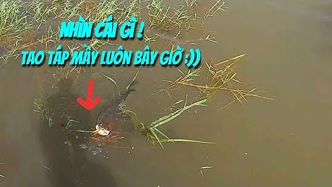 Câu cá lóc đồng mùa lũ (P9) - Ngày đi câu khắc nghiệt.Thợ săn cá lóc.