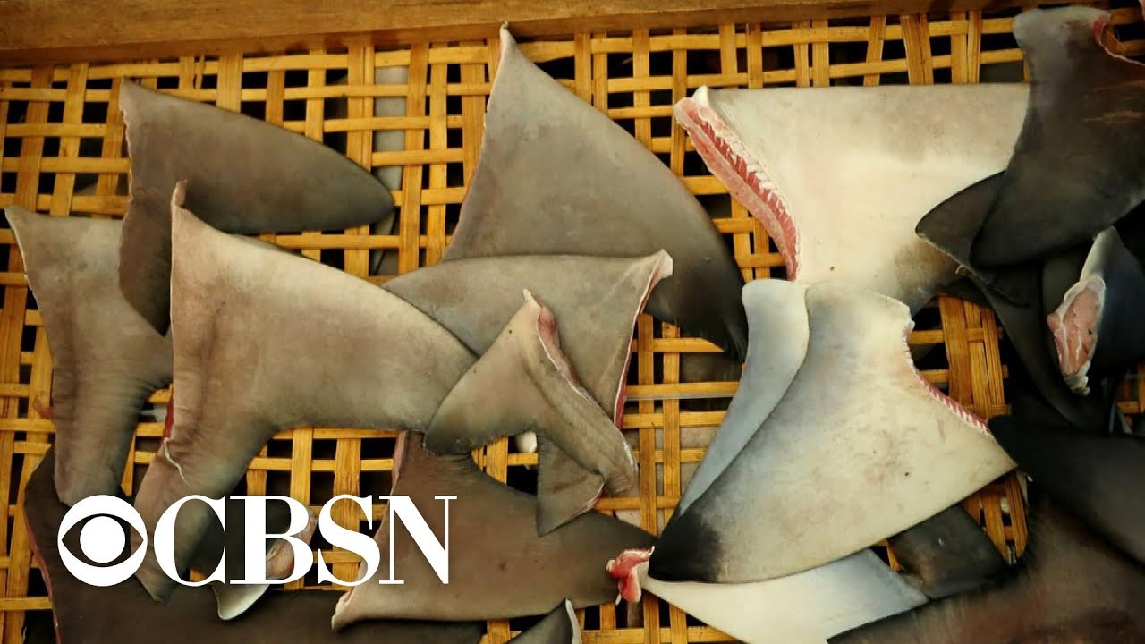 trump amazonia Congress urged to pass shark fin ban