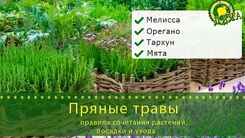Пряные травы: правила сочетания растений