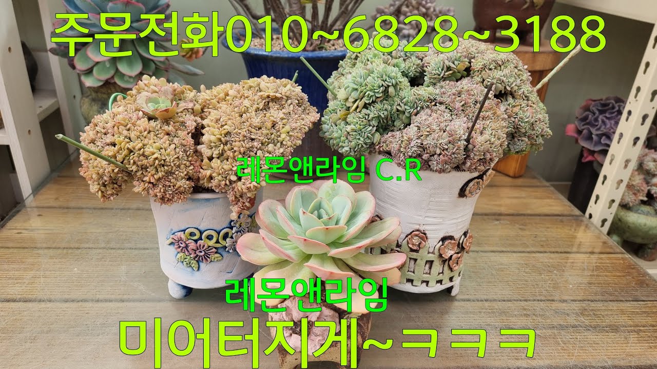 (26.3.9.월)풍성해서 보기만해도 뿌듯해요~😆😁