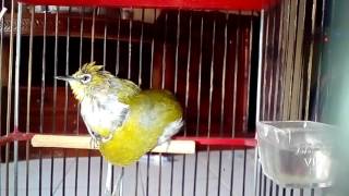 Pleci mania Bekasi utara