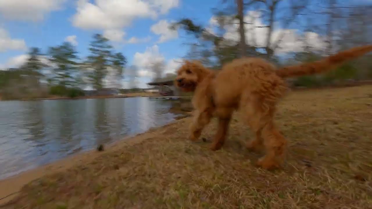 Lake Sinclair vlog with Mac! [4k]