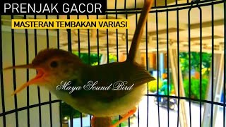 Prenjak Gacor - Masteran Tembakan Prenjak Lumut Agar Variasi - Pancingan Pikat Prenjak Kepala Merah