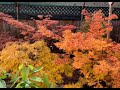 Fall Foliage - Japanese Maples