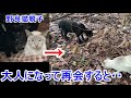 親離れした猫の親子が偶然再会したら・・