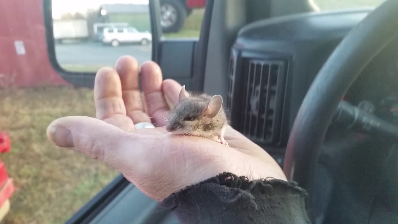 petting rabbits Cashed in my hippie dippie ticket for the year(mouse rescue part 1)