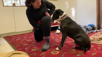 Teaching a Dog Down with Capturing, Luring and Clicker Training- Dog Training