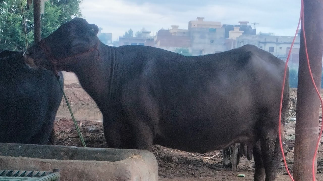 16kg  dhood daily chawai  ||record bana diya😍😍||