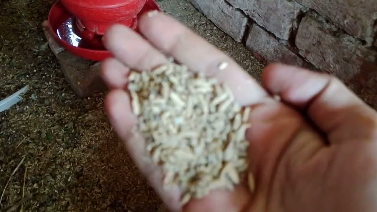 খামারে অনেক কিছু করা বাকি। 