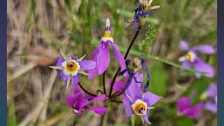 Flora Along The Centennial Trail- Part 2- Highland Creek Th to French Creek HCTH🌼🌿