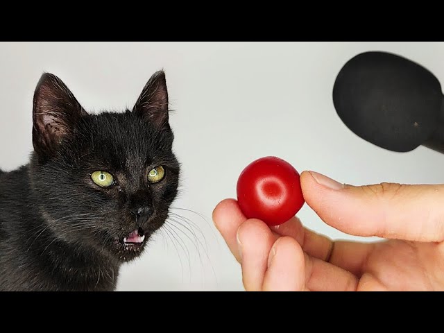 Cat Eating Tomato ASMR