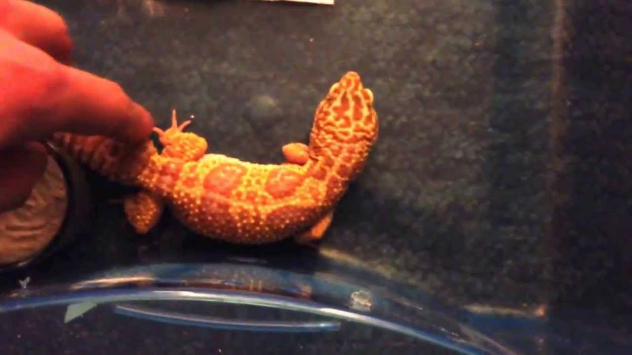 Butter worms for Leo's (Say what) YouTube