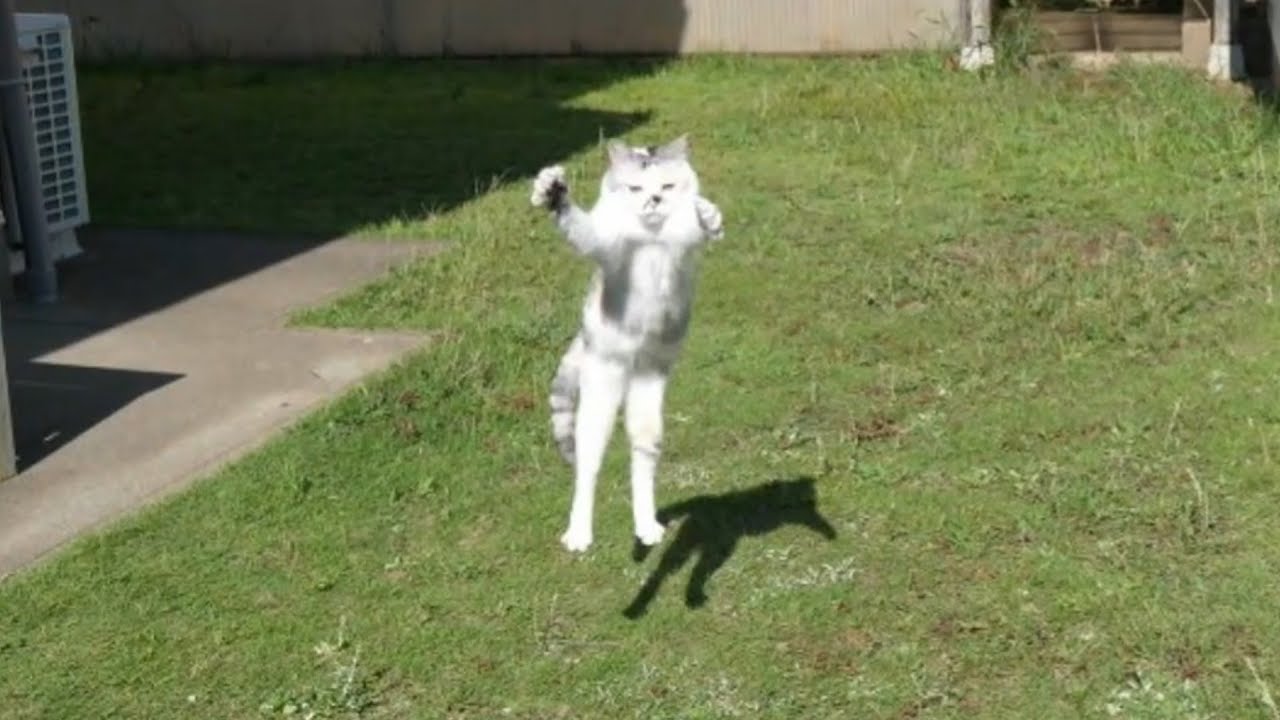 可愛い画像 Calico cat sister running in full speed. The summer garden is full of insects!