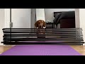 Mini dachshund tries tape wall challenge