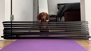 Mini dachshund tries tape wall challenge! by Mac DeMini Dachshund 24,163 views 12 hours ago 1 minute, 33 seconds