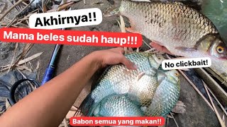 MUSIM KEMARAU HAMPIR TIBA‼️IKAN BABON MULAI MAKAN‼️ | Fishing Trip River Yogyakarta