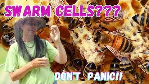 ☯️ How To Deal with Multiple Queen Cells  #beekeeping101