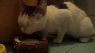 Кошка лакает молоко - Гильза котенок 4 месяца Кошка лакает молоко - Гильза котенок 4 месяца