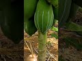 عصارة البابايا الخضراء تستخدم بكميات صغيرة للأمراض ومستحضرات التجميل Shorts 