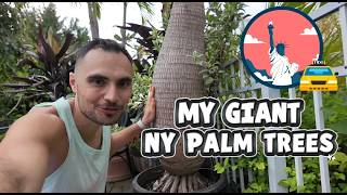 How Long Can Tropical Plants Survive in Containers Up North? (16-Year Update in New York City!)