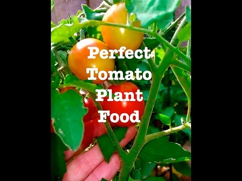 Perfect Tomato Plant Food~