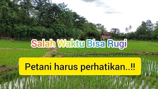 Umur padi yang pas ketika petani padi semprot Gulma, ingat jangan sampai lewat 😊