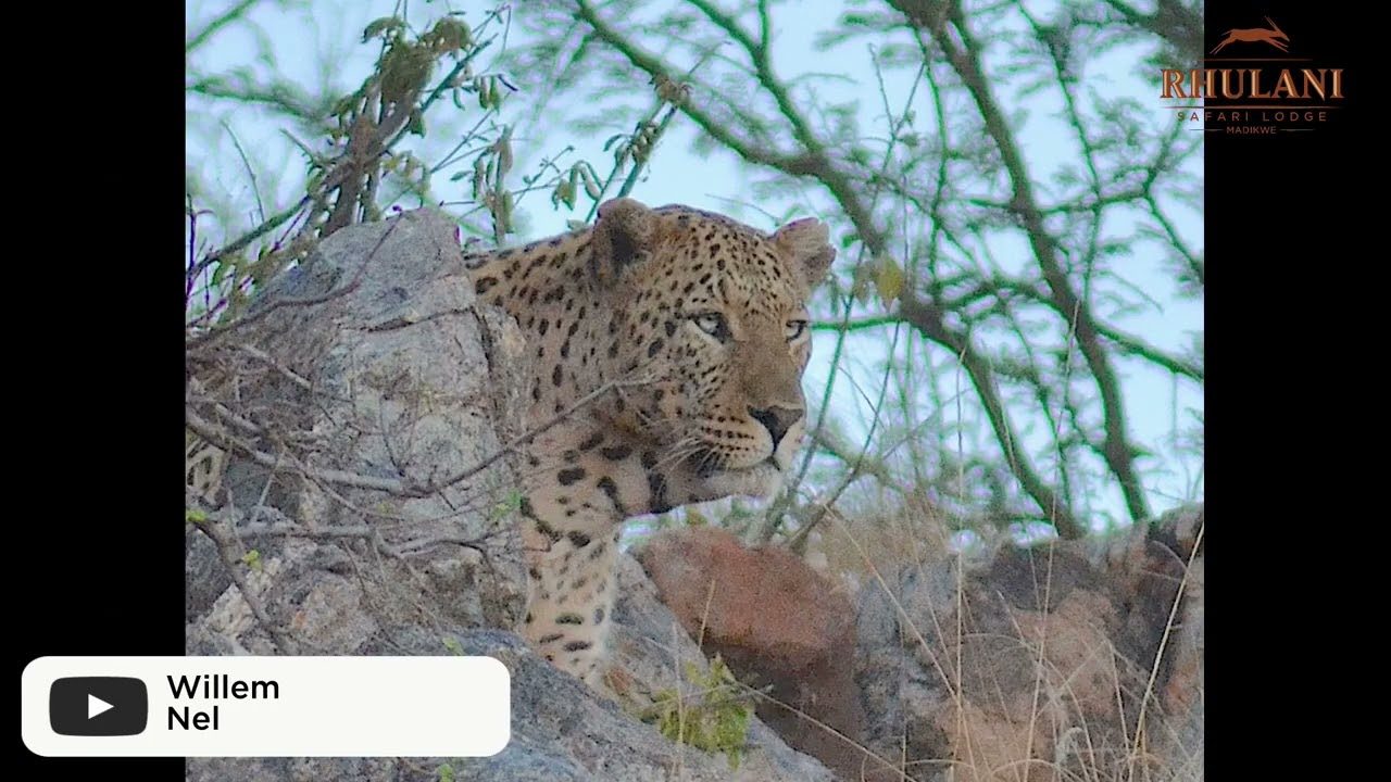 Rhulani bush stories: A massive leopard