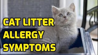Can Cats Be Allergic To Cat Litter? - YouTube