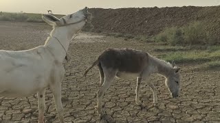 Donkey Meeting In Village Video