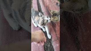 Büyük Kanki Küçük Kankiyi Kıskandı 😼😼