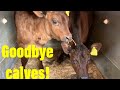 Goodbye Calves | Mini farmers get new stock | Day 24