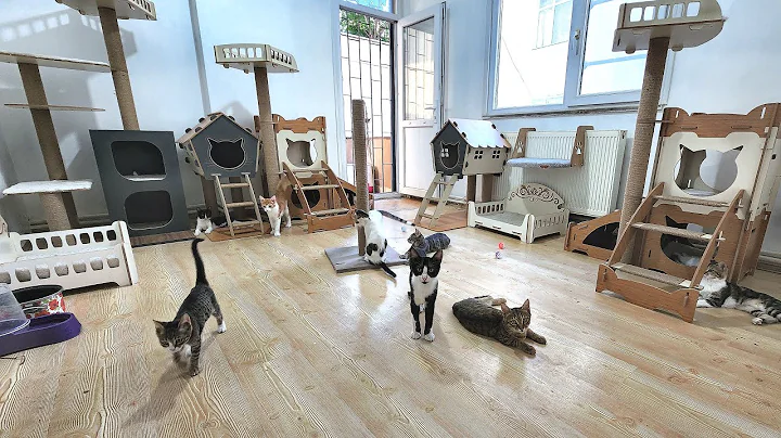 Man Turns His House Into Cat Shelter for Stray Cats and Our Hearts Explode - Adorable Paws