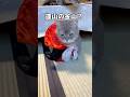 SHEINで猫のハロウィン服6着買った🎃