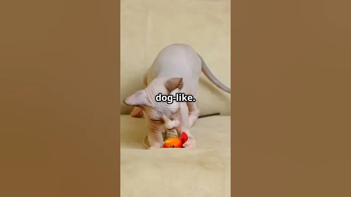 Video 9816071: hairless cat breed, breed catlover