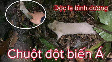 #15 sống trong rừng - thăm bẫy dính em chuột đột biến độc lạ bình dương - 30 ngày sống trong rừng