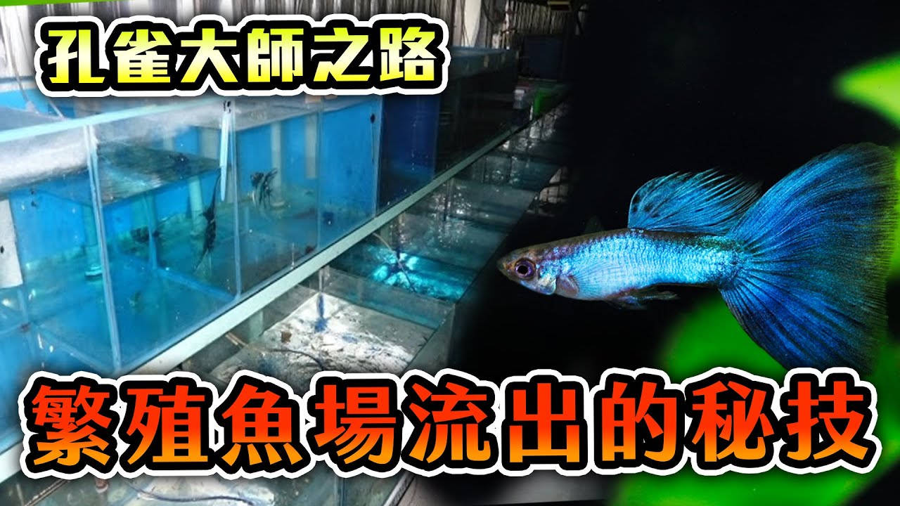 不要再花錢買飼育盒了 教你diy自製0元的產卵盒 Youtube